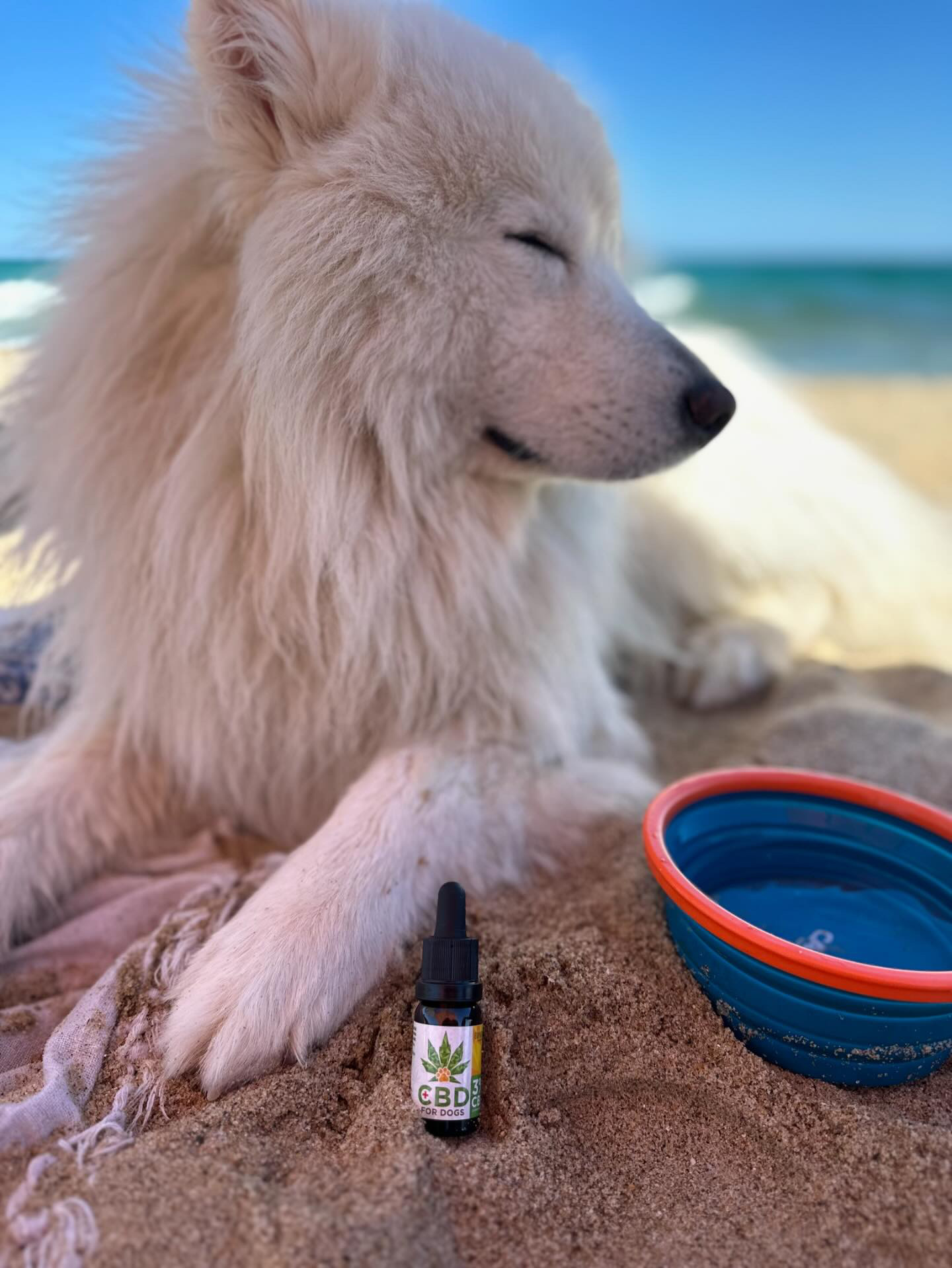 We love our handsome samoyed boy Charki Bear!